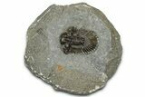 Detailed Scabriscutellum Trilobite - Morocco #359139-1